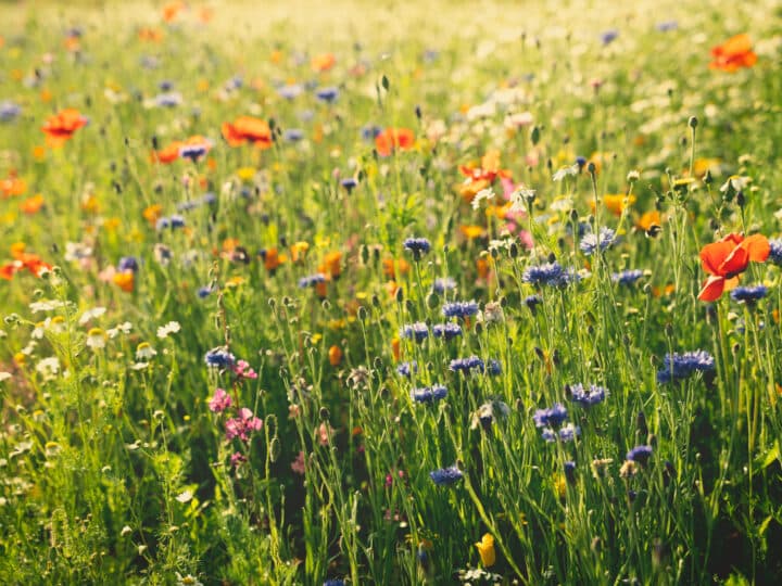 Sommaräng Södermanland. Foto Robert Aakerman